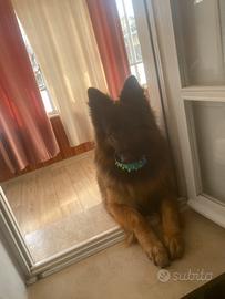 Una femmina per accoppiarsi