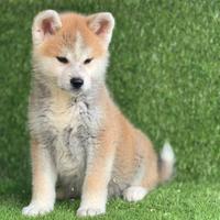 Akita inu con pedigre Enci
