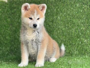 Akita inu con pedigre Enci