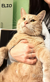 Elio micio rosso di 10 mesi
