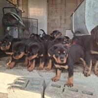 Cuccioli di ROTTWEILER