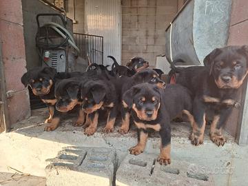 Cuccioli di ROTTWEILER