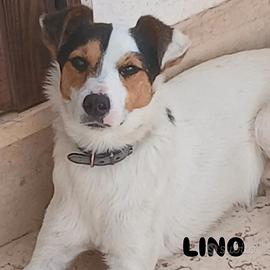 Lino 2 anni simil jack russell