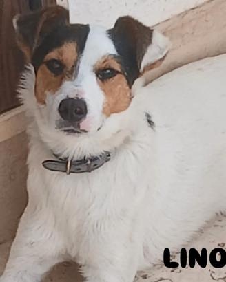 Lino 2 anni simil jack russell