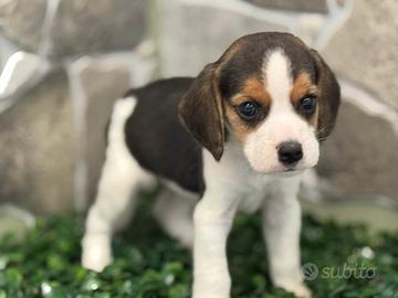 Beagle