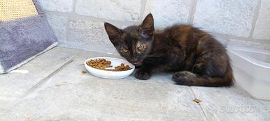 Gatto nero e arancione