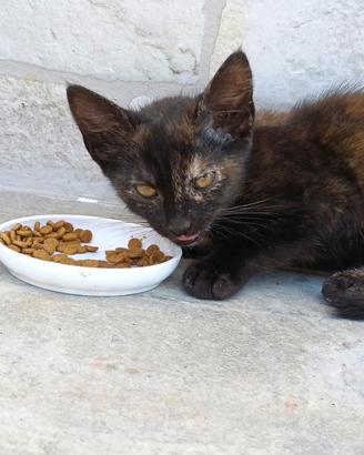 Gatto nero e arancione