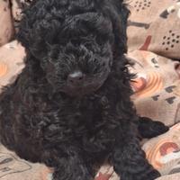 Barboncino toy femmina