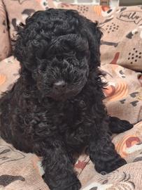 Barboncino toy femmina