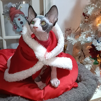 Cucciola di Sphynx