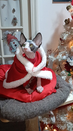 Cucciola di Sphynx