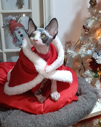 Cucciola di Sphynx