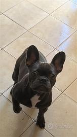 Bulldog francese grigio scuro