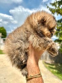 Cuccioli Pomerania enci linea americana