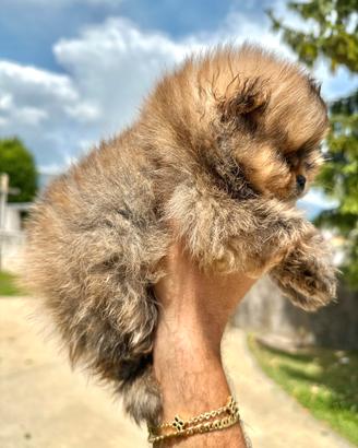 Cuccioli Pomerania enci linea americana