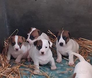 Cuccioli Jack Russell Terrier ROI