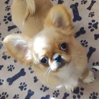 Chihuahua meraviglioso
