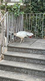 Pavone femmina bianco rarissimo