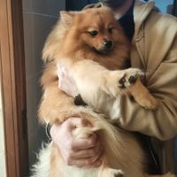 Spitz tedesco 3 anni