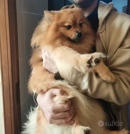 Spitz tedesco 3 anni