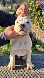 Dogo argentino