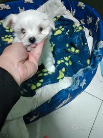 Cucciole di maltipoo