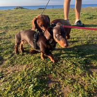 Bassotto originale cioccolato