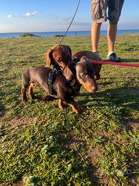 Bassotto originale cioccolato