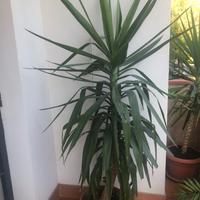 Pianta jucca