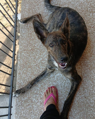 Vendita cucciolo femmina