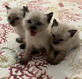Cuccioli siamese seal point