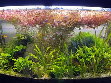 Piante acquario
