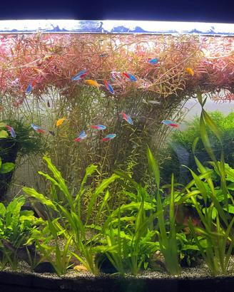 Piante acquario