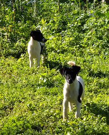 Fox terrier pelo liscio