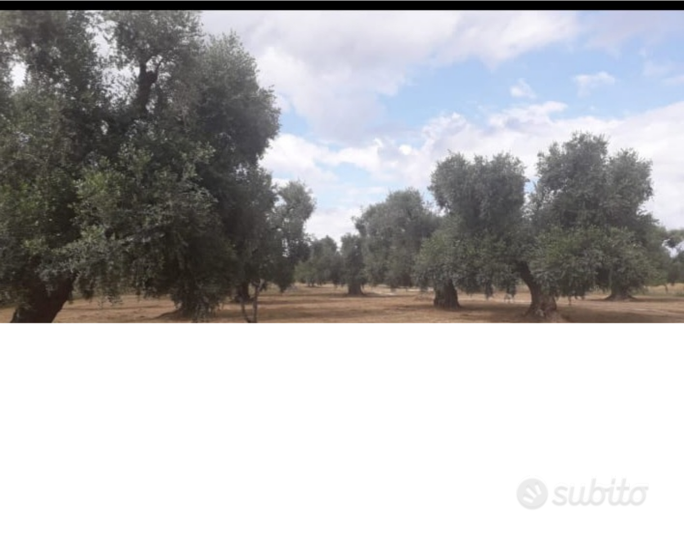 Alberi d'ulivo - Vista 2