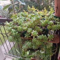 Pianta grassa grande in vaso rettangolare cm 42