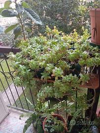 Pianta grassa grande in vaso rettangolare cm 42