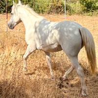 Super Pony Femmina