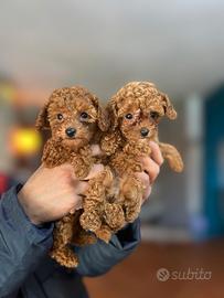 Cucciolata Privata Barboncino Toy