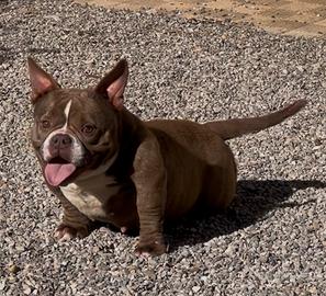 American Bully Femmina Micro Adulta