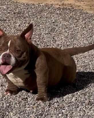 American Bully Femmina Micro Adulta