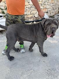 Mastino napoletano coppia
