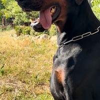 Dobermann per Monte
