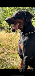 Dobermann per Monte