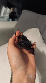 Maschio black night geco Leopardino