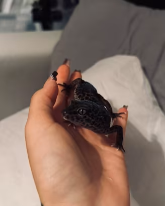 Maschio black night geco Leopardino