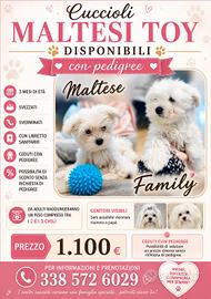 cuccioli  di maltese Toy  