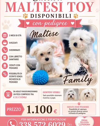 cuccioli  di maltese Toy  