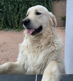 Golden retriever inglese da riproduzione per monta