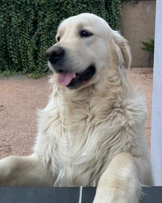 Golden retriever inglese da riproduzione per monta